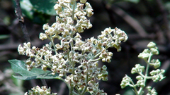 Buddleja parviflora