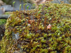 Hygrohypnum luridum