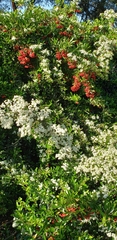 Pyracantha coccinea