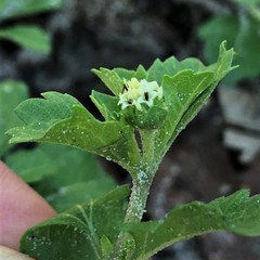 Acanthospermum australe