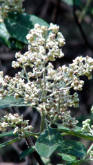 Buddleja parviflora