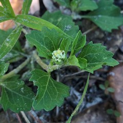 Acanthospermum australe