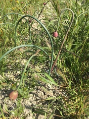 Allium crispum