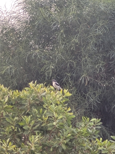 Great Gray Shrike