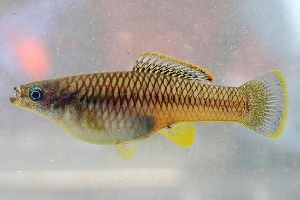 Terraba toothcarp (Brachyrhaphis terrabensis) — Poeciliidae