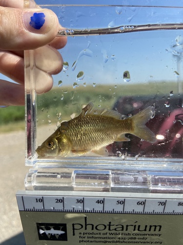 European Carp