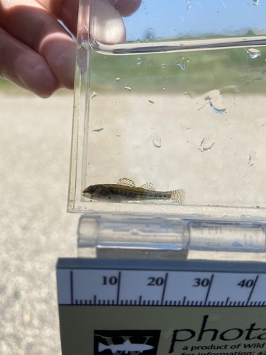 Iowa Darter