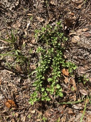 Acanthospermum australe