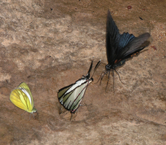 Graphium agetes