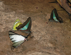 Graphium agetes