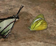 Graphium agetes