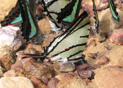 Graphium agetes