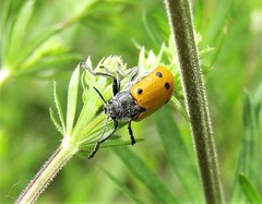 Lachnaia sexpunctata