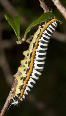 Pseudaphelia apollinaris