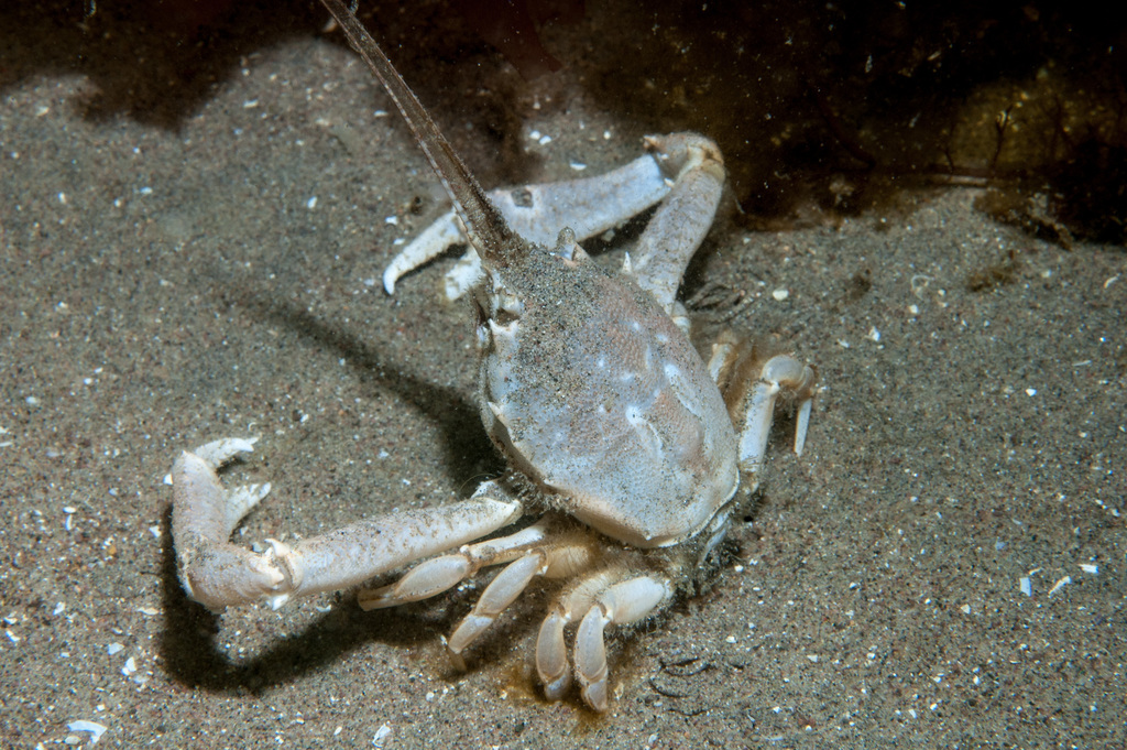 Corystoidea