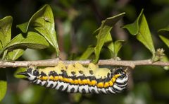 Pseudaphelia apollinaris