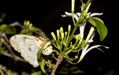 Pseudaphelia apollinaris