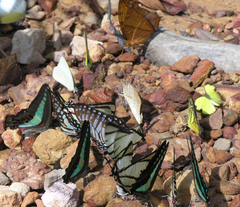 Graphium agetes