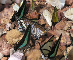 Graphium agetes