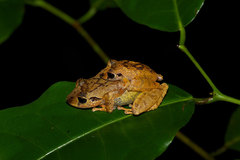 Pristimantis ockendeni