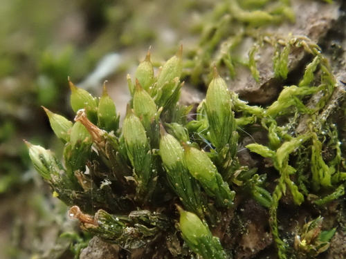 Image of Orthotrichum pallens by (c) Christian Berg, some rights reserved (CC BY)