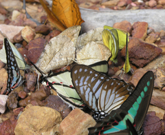 Graphium agetes