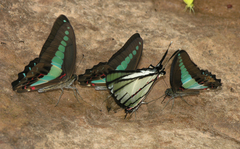 Graphium agetes