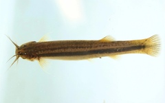 Pencil Catfish photo 2