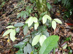 Cryptocarya chinensis