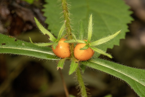 Triosteum angustifolium, photograph 2