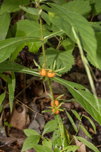 Triosteum angustifolium, photograph 3