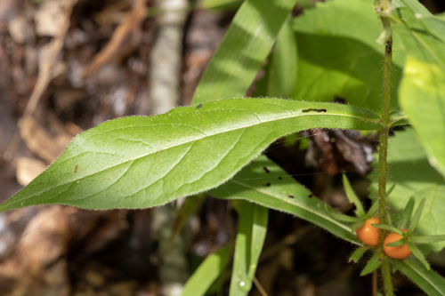 Triosteum angustifolium, photograph 4