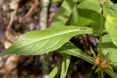 Triosteum angustifolium, photograph (c) daksu, some rights reserved (CC BY)