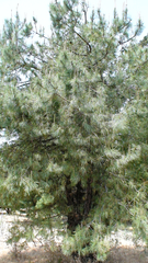 Pinus ayacahuite