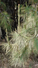 Pinus ayacahuite