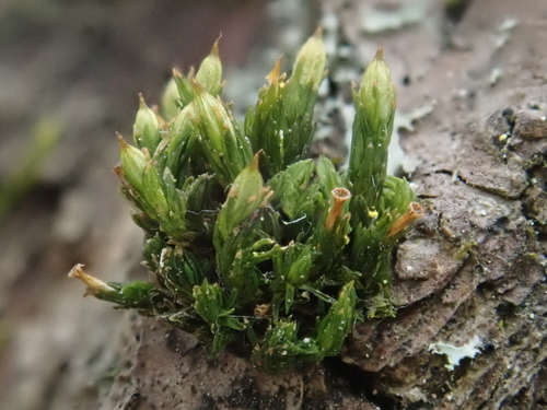 Image of Orthotrichum pallens by (c) Christian Berg, some rights reserved (CC BY)