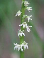 Platanthera ephemerantha