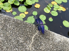 Rhyothemis fuliginosa