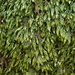 Taxiphyllum wissgrillii - Photo (c) Christian Berg, algunos derechos reservados (CC BY), subido por Christian Berg