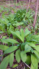 Allium microdictyon