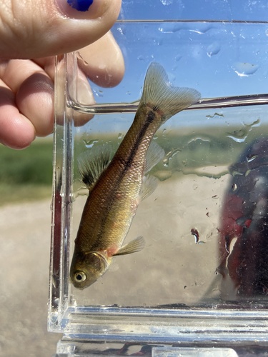 Fathead Minnow