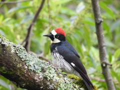 Melanerpes formicivorus