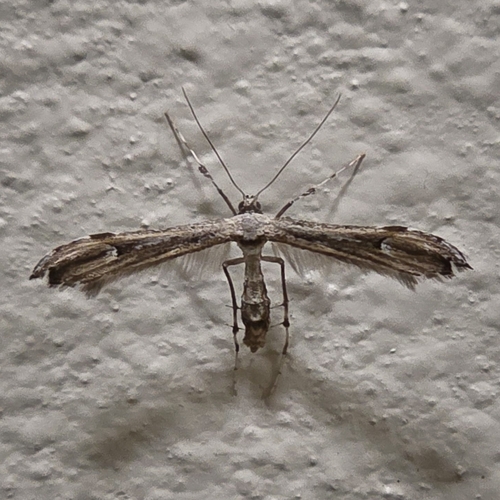 iNaturalist observation photo of Joe-Pye Weed Plume Moth