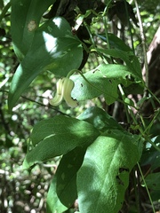 Clematis reticulata