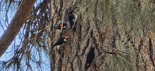 iNaturalist observation photo of Acorn Woodpecker