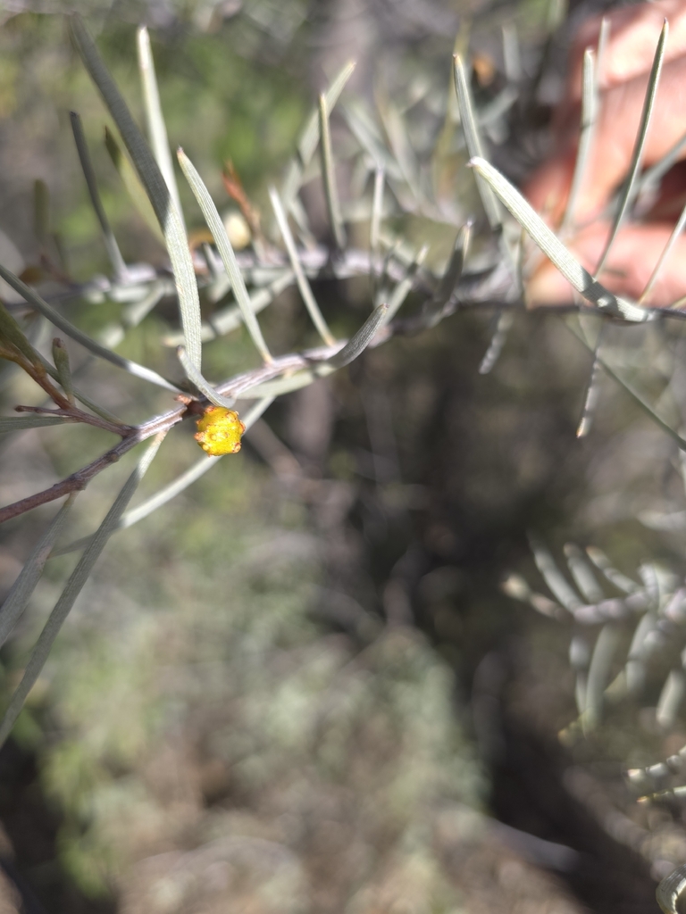 Trichilogaster esculentus