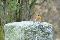 Erithacus rubecula