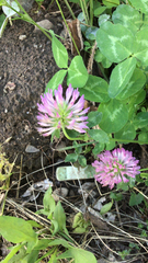 Trifolium pratense