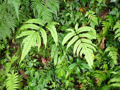 Tectaria phaeocaulis