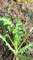 Papaver somniferum